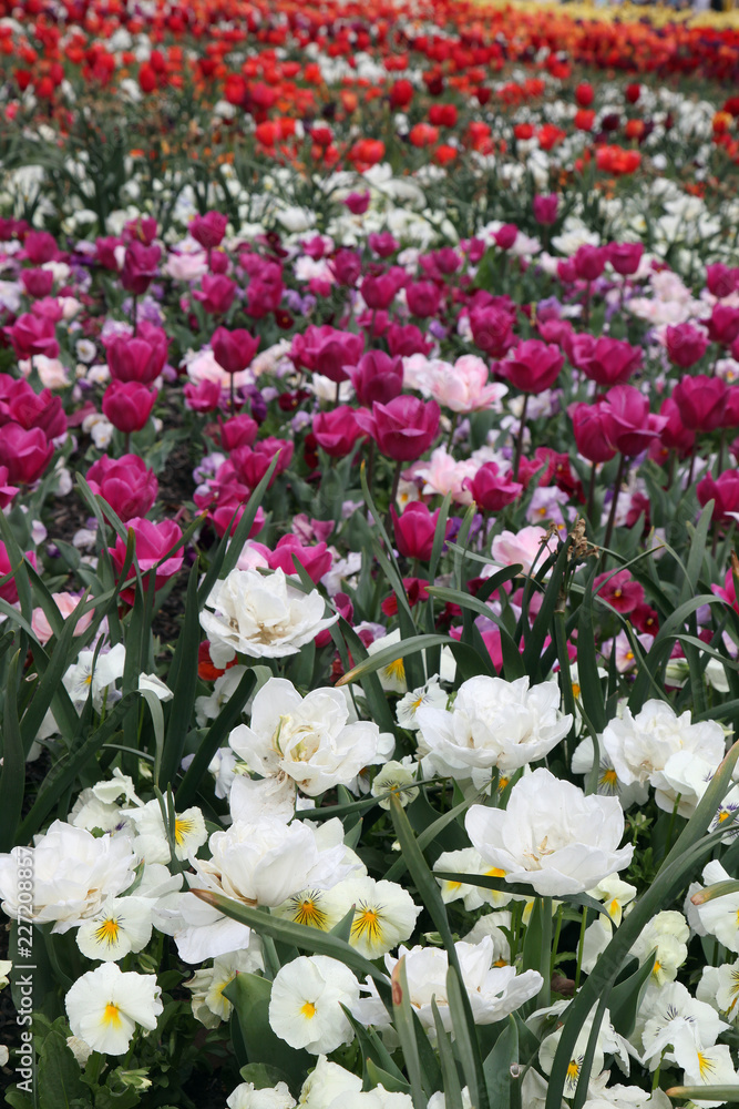Beautiful display of tulips in a variety of colours at Floriade, Canberra Beautiful display of tulips in a variety of colours at Floriade, Canberra