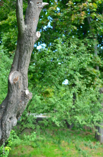 Fototapeta Naklejka Na Ścianę i Meble -  funny tree in the park