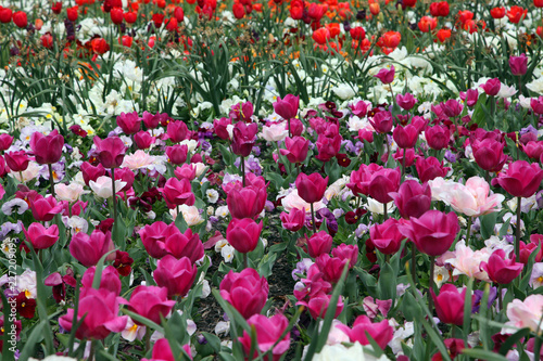 Fototapeta Naklejka Na Ścianę i Meble -  Beautiful display of tulips in a variety of colours at Floriade, Canberra