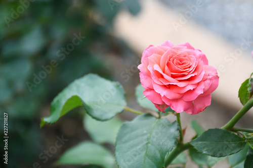 Nonfocus beautiful pink rose flowers blossome in tropical nature garden with sunshine day and blurry bokeh background, enviroment concept. photo