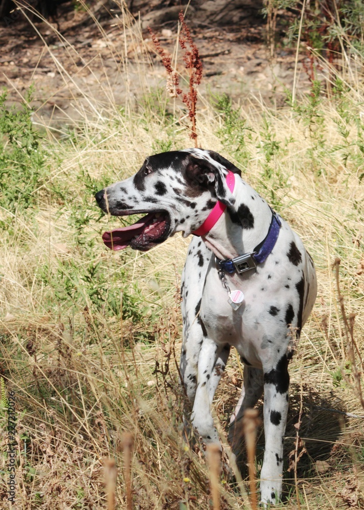 Great Dane in Natural Setting 