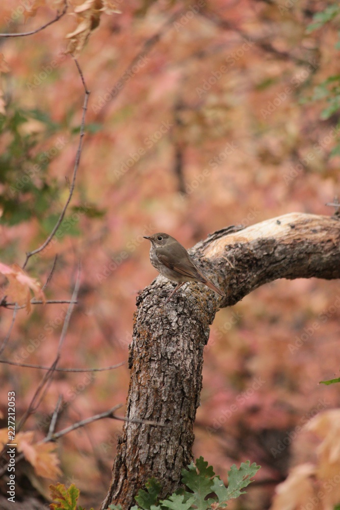 Bird on Tree with Autumn Colors in Background Bird on Tree with Autumn Colors in Background