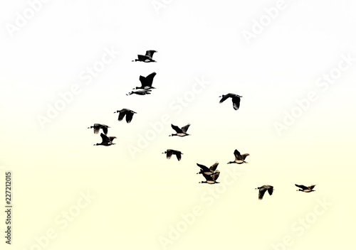 freedom,many,feather,outdoor,design,background,isolated,silhouette,black,sky,bird,birds,flight,fly,geese,flock,blue,nature,formation,animal,wildlife,clouds,migration,wild,group,sunset,wings,white,wing © Clayton