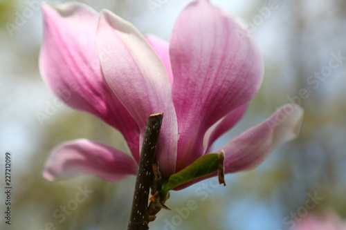 Close-up of Pink Magnolia Blossom in Spring
