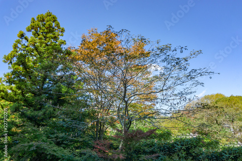 The view of Autumn Trees with blue sky at Yufuin. onsen town  Yufuin  Oita  Kyushu  Japan