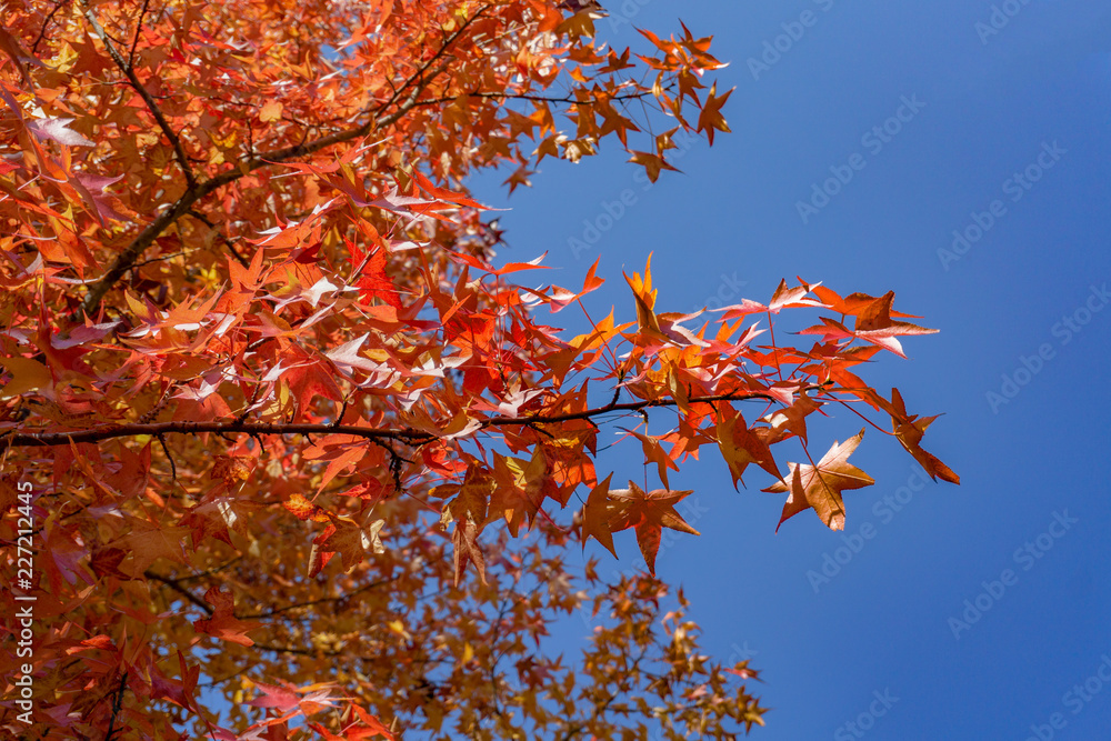 Beautiful background of seasonal colorful trees with copy space blue sky in autumn style at Yufuin. Oita, kyushu, Japan Beautiful background of seasonal colorful trees with copy space blue sky in autumn style at Yufuin. Oita, kyushu, Japan
