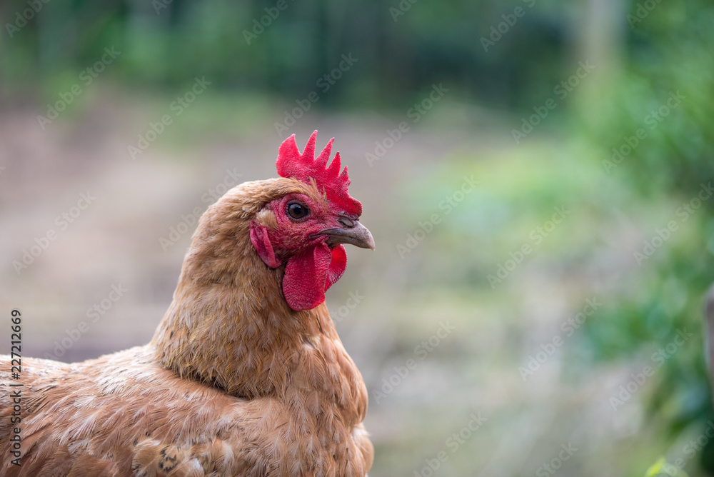 Chicken looking at camera portrait outside in a farm