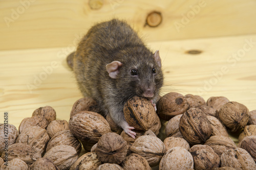 Rat and nuts.