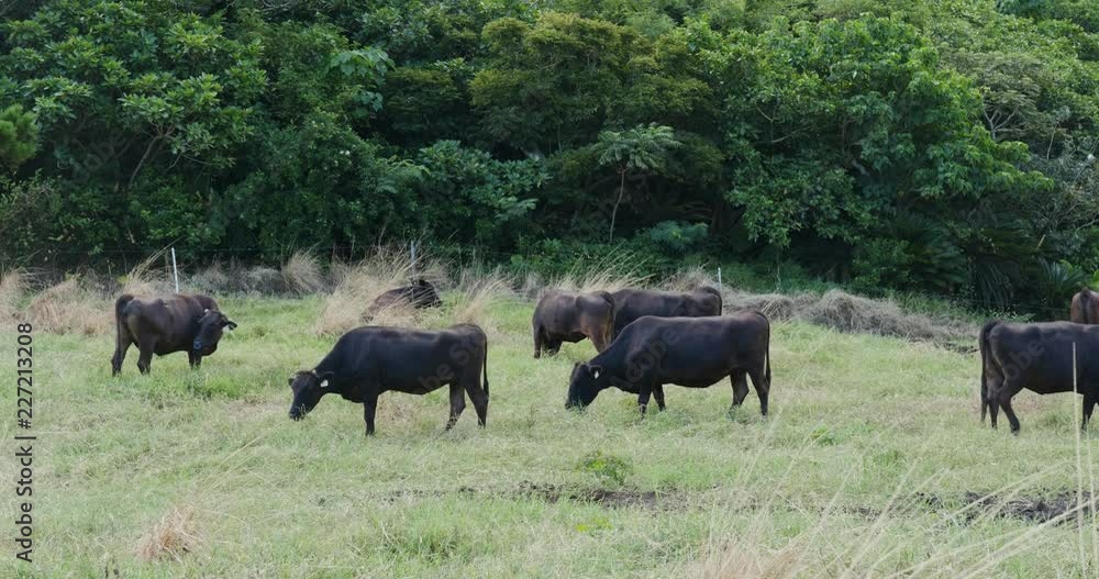 Cow pasture in ishigaki island of Japan Cow pasture in ishigaki island of Japan
