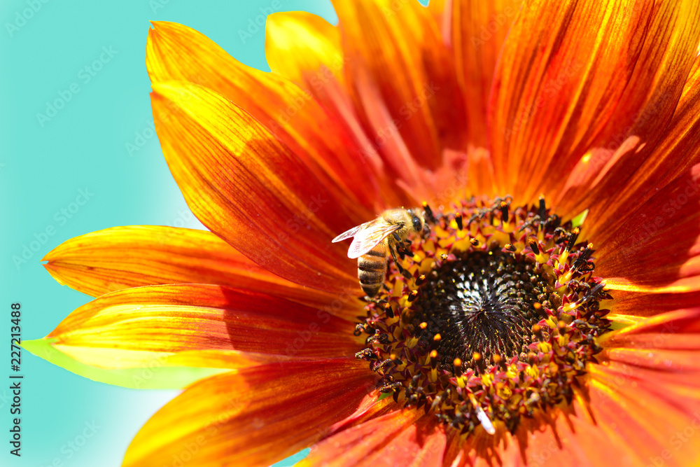 Sonnenblume mit Biene Sonnenblume mit Biene