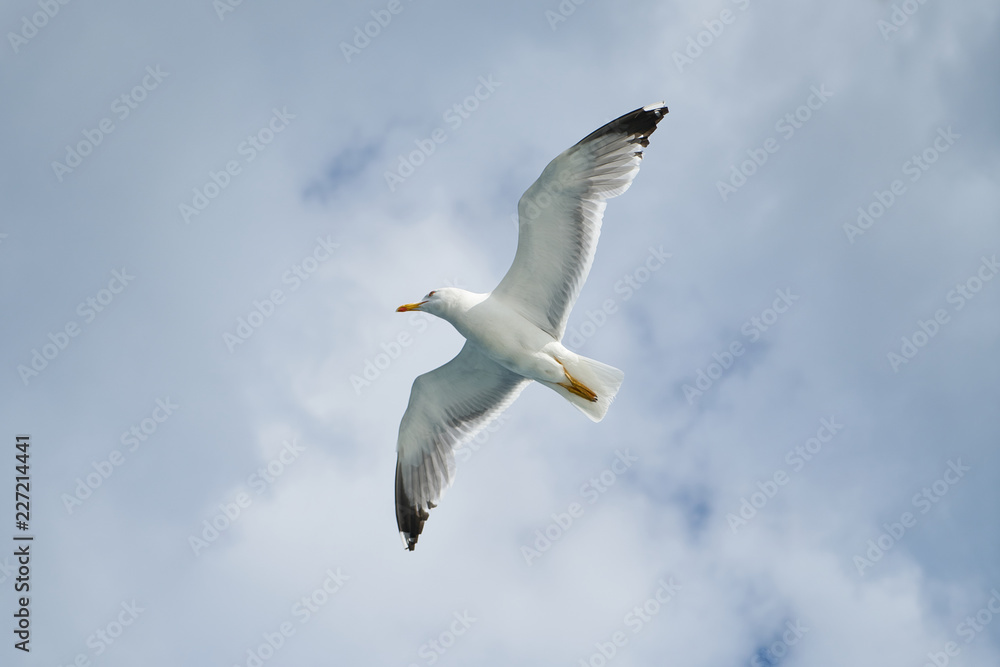 Obraz premium Seagull