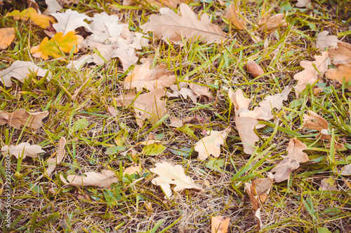 Top view on green grass with autumn yellow leaves. Colorful fall leaves on a background of grass. Autumn and lifestyle concept.