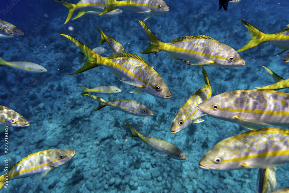 Colorful Yellowtail Snappers fish by the reef. Selective focus Colorful Yellowtail Snappers fish by the reef. Selective focus