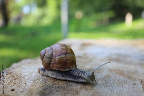 Snail in the central park of Lviv