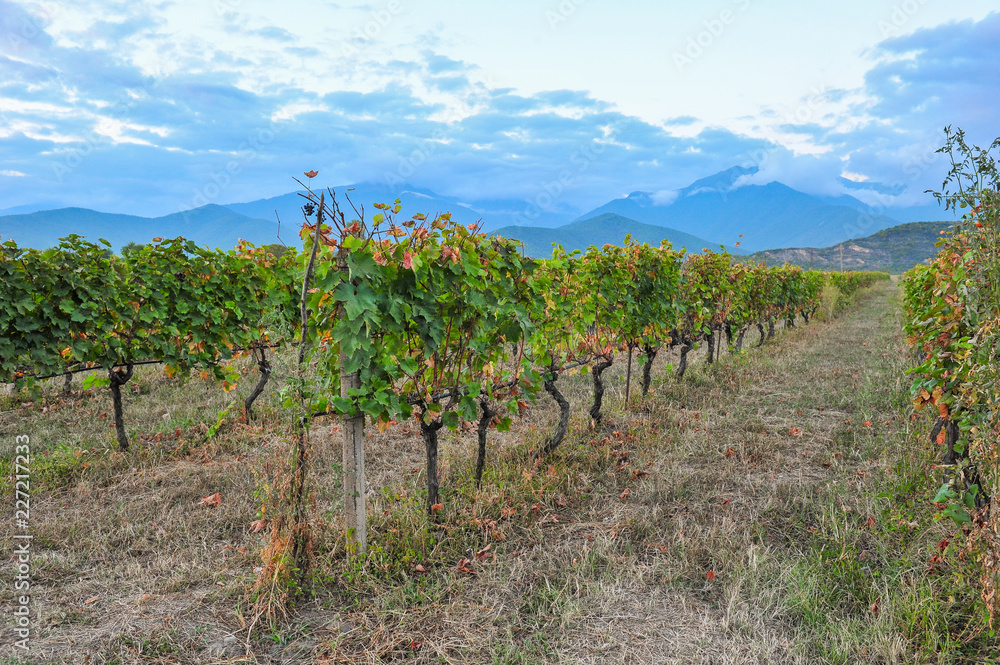 Rows of vines near Kazbegi, Georgia 