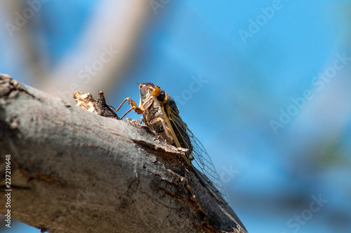 A cicada on a puffball acacia tree branch in the Sonoran Desert. Photographed in Pima County, Tucson, Arizona. Summer of 2018.