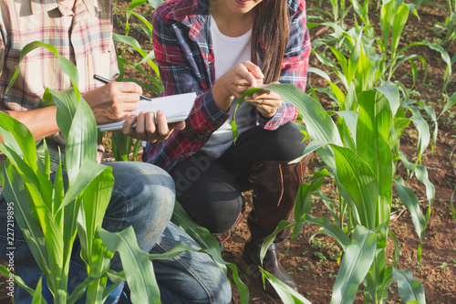 Quadro em tela Agronomist examining plant in corn field,  Couple farmer and researcher analyzing corn plant