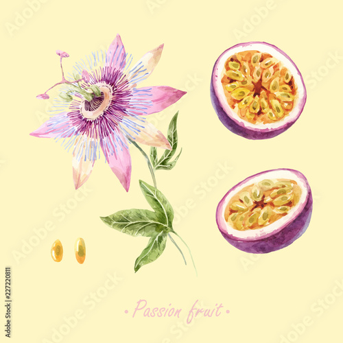 Watercolor passion fruit vector set