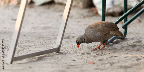 Red-billed francolin photo