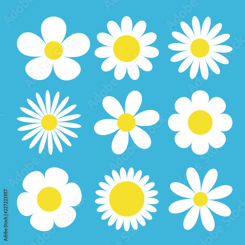 Fototapeta Naklejka Na Ścianę i Meble -  Camomile set. White daisy chamomile icon. Cute round flower plant collection. Love card symbol. Growing concept. Flat design. Blue background. Isolated.