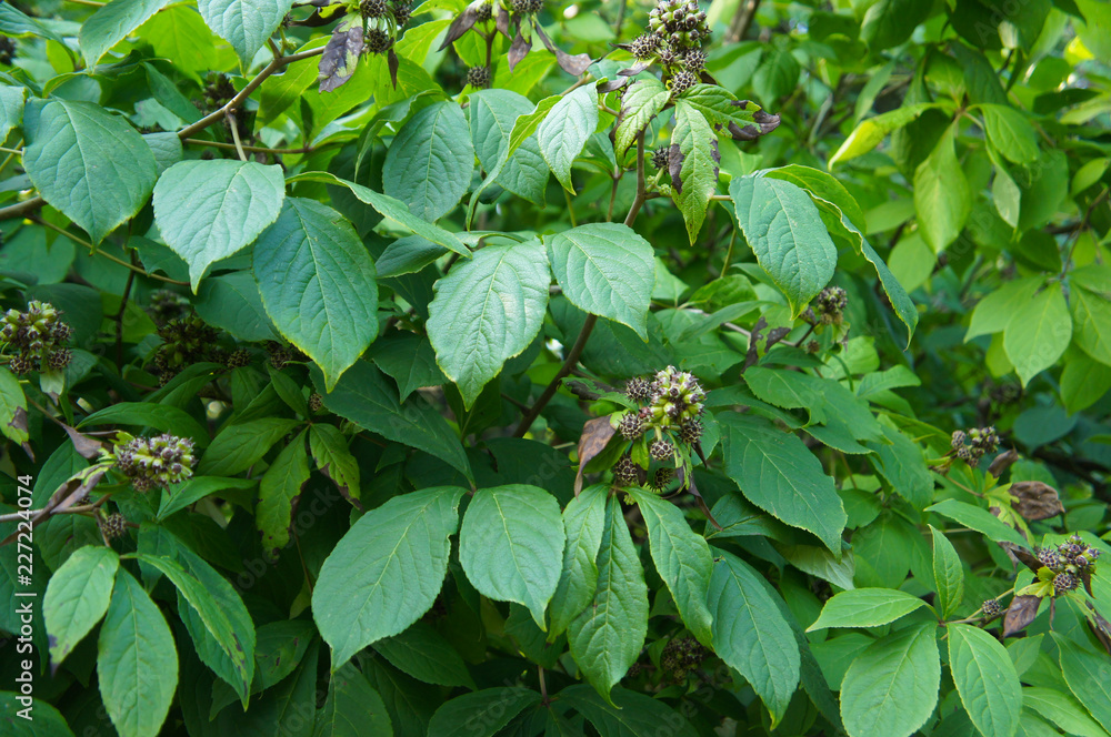 Acanthopanax or eleutherococcus sessiliflorus green shrub Acanthopanax or eleutherococcus sessiliflorus green shrub