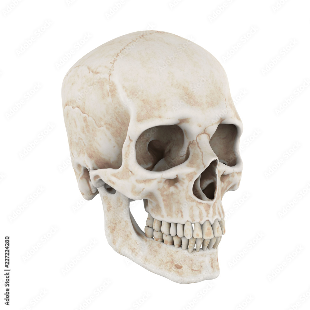 Obraz premium Human Skull Isolated