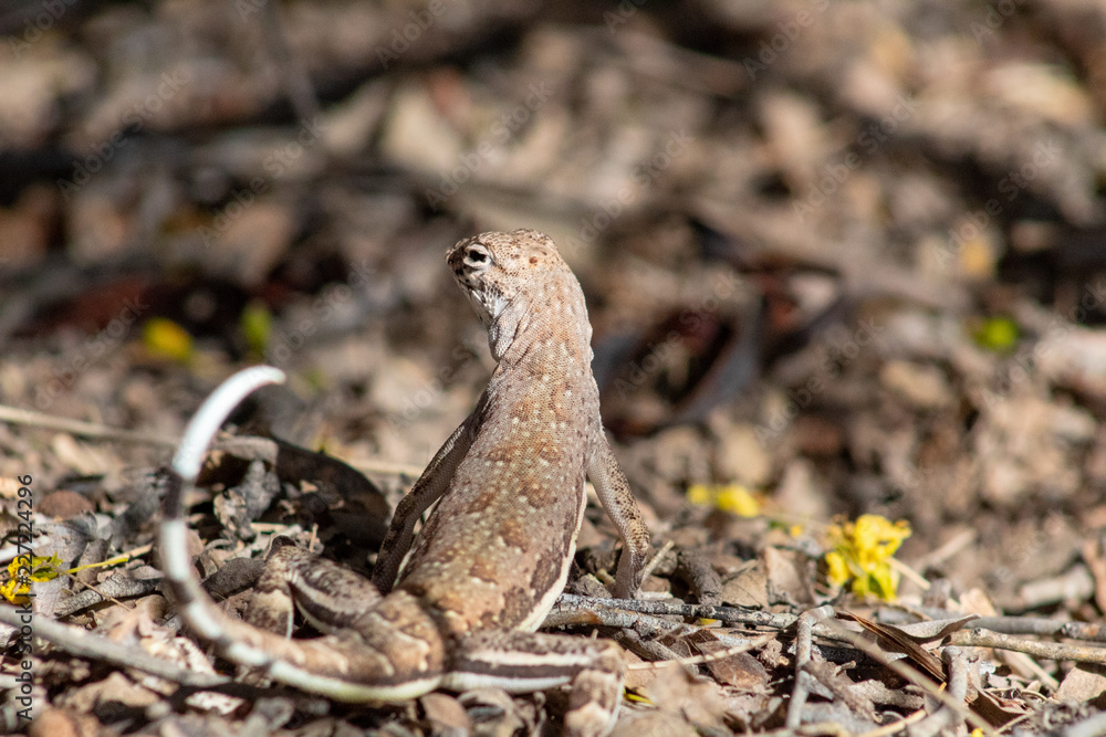 A cute wild zebra tail lizard on leaf litter in the Sonoran Desert outside of Tucson, Arizona. Pima County 2018. A cute wild zebra tail lizard on leaf litter in the Sonoran Desert outside of Tucson, Arizona. Pima County 2018.