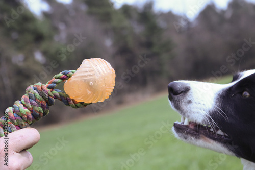 Primo piano del muso del border collie che aspetta di afferrare il gioco photo