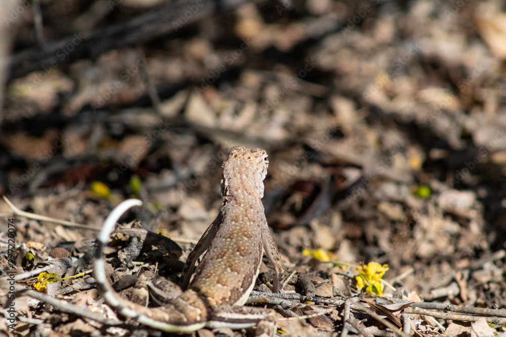 Obraz premium A cute wild zebra tail lizard on leaf litter in the Sonoran Desert outside of Tucson, Arizona. Pima County 2018.