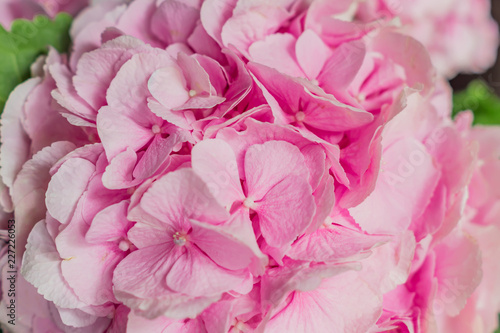 beautiful blooming pink hydrangea flowers background © IKvyatkovskaya