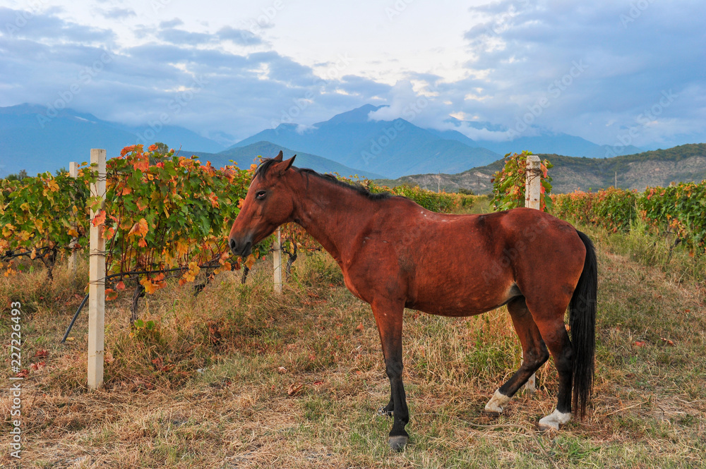 Horse on the background of rows of vines near Kazbegi, Georgia 