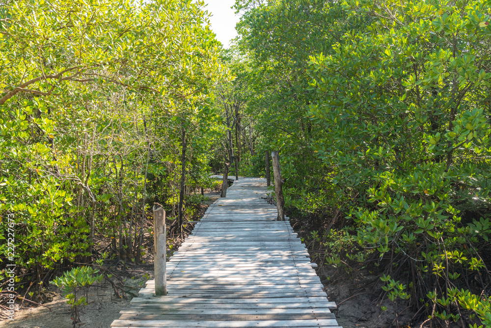 Educational trail through mangrove swamps on the island Ko Phayam in Thailand Educational trail through mangrove swamps on the island Ko Phayam in Thailand