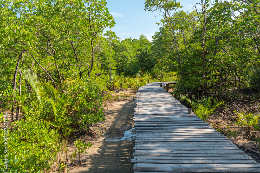 Obraz premium Educational trail through mangrove swamps on the island Ko Phayam in Thailand