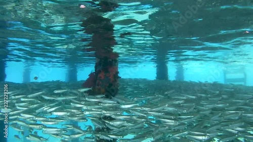 Massive school of fish swim under pier - Red Sea, Marsa Alam, Egypt  photo