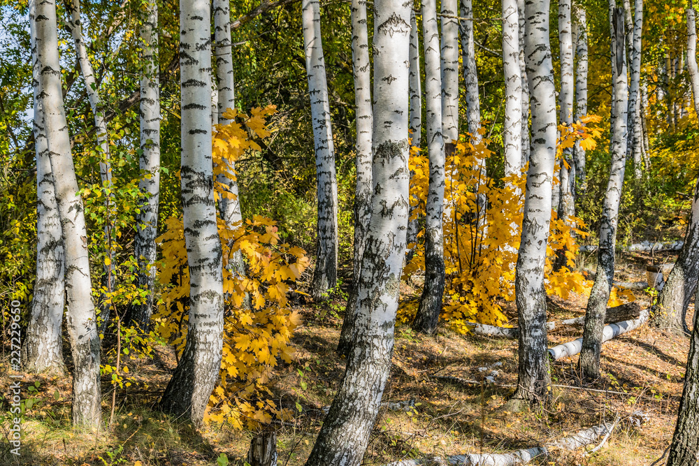 Fototapeta premium Las mieszany jesienią