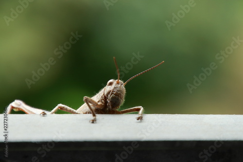 Grasshopper close-up nature