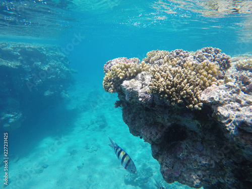 Red sea, underwater scenery,red sea, blue water