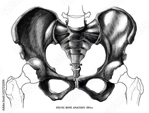Pelvic bone anatomy vintage engraving illustration isolated on white background