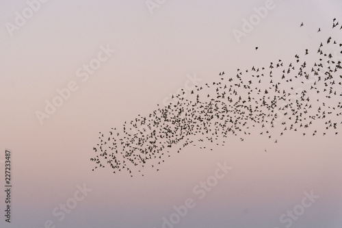 Cardiff Bay, Cardiff, Wales, UK, October 9, 2018: Starlings gathered in a huge flock and put on a spectacular show above Cardiff Bay, Cardiff, Wales