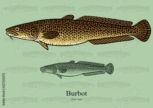 Fototapet Burbot