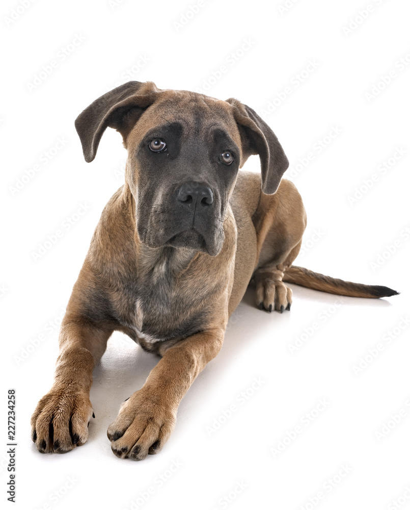puppy italian mastiff puppy italian mastiff