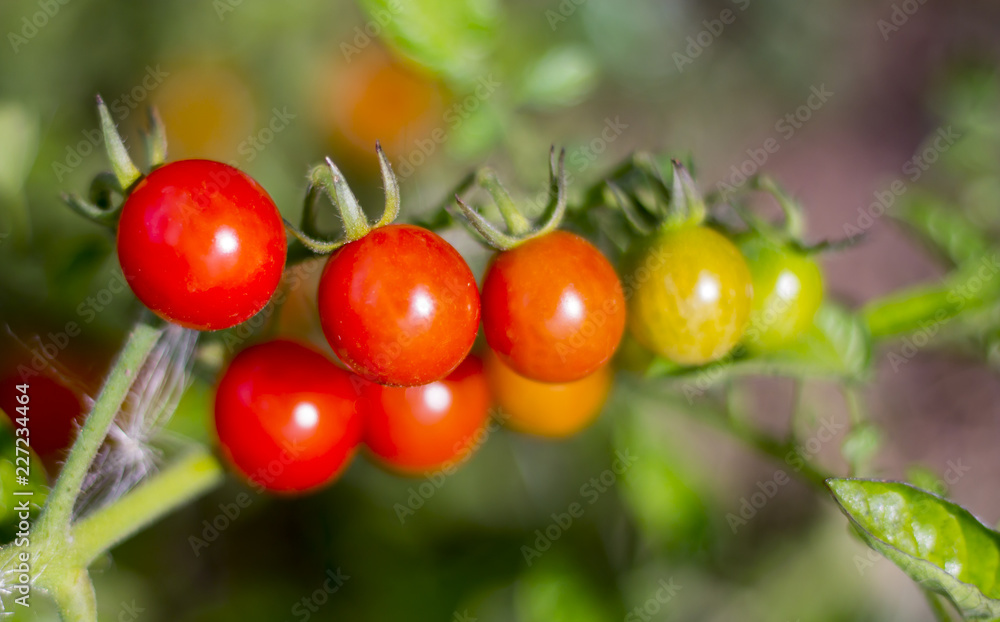 small cherry tomatoes on a branch in the garden