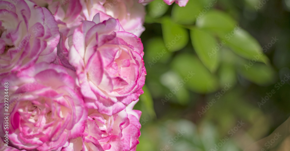 garden roses in the garden with copy space