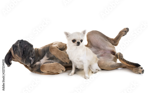 puppy italian mastiff and chihuahua