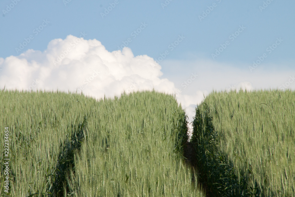 Junges Kornfeld von zwei Spuren durchzogen Junges Kornfeld von zwei Spuren durchzogen