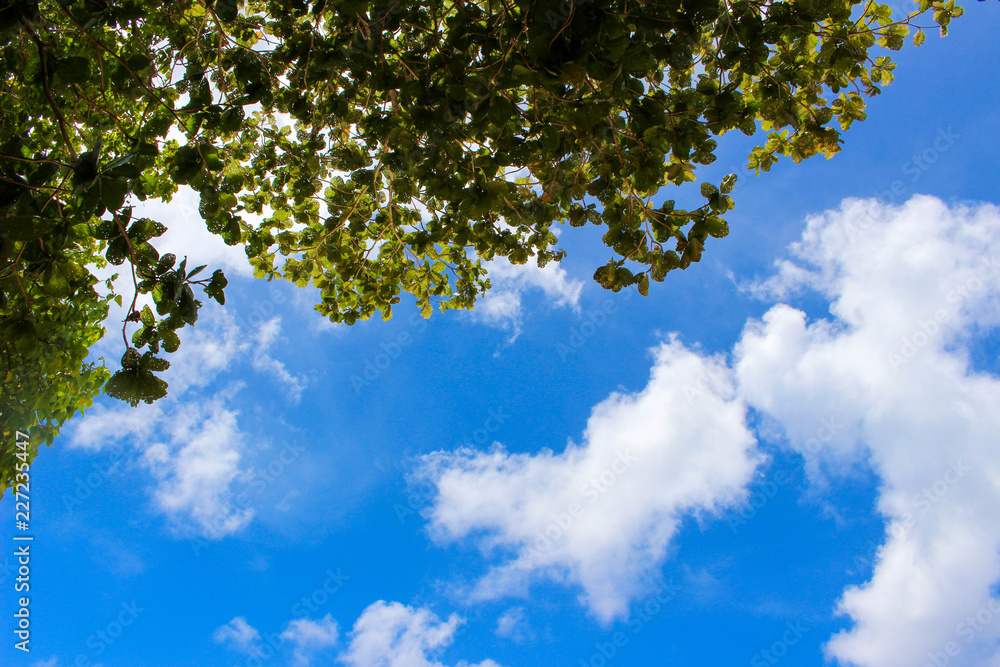 Fototapeta premium 青空からの木漏れ日