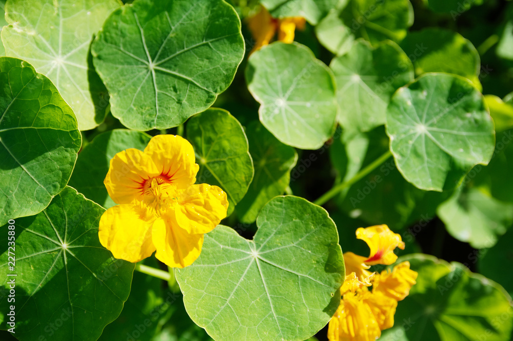 Naklejka premium nasturtium yellow flower and green leaf. plant background bright flush on flowerbed in the garden