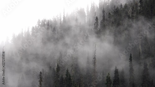 4k Cold scenery of fog and mist in forest in the Canadian Rockies with snow and fir trees in wonderful scenery