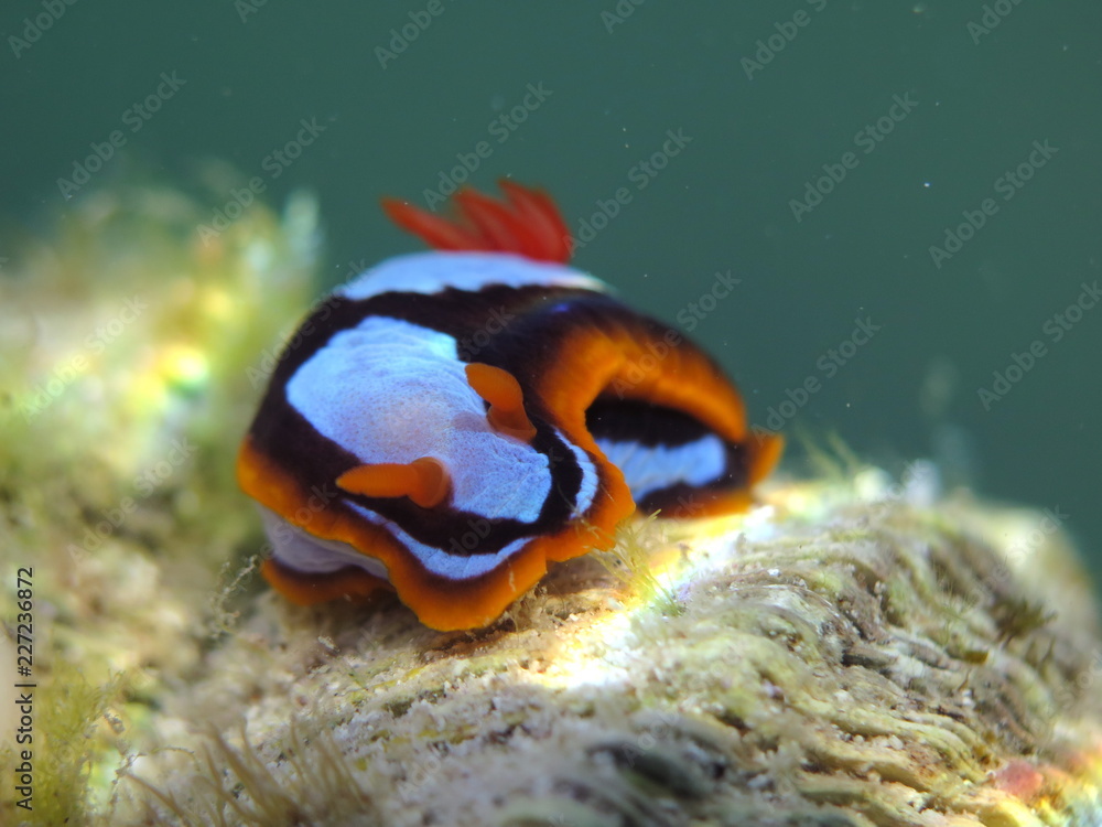 Orange, Black, White Nudibranch Chromodoris westraliensis, Endemic to Western Australia Orange, Black, White Nudibranch Chromodoris westraliensis, Endemic to Western Australia