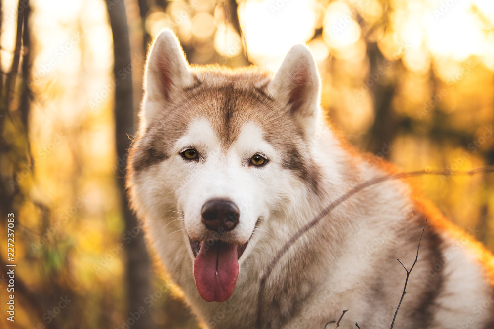 Close-up Portrait of cute Beige and white dog breed Siberian Husky sitting in autumn on a bright forest background. Close-up Portrait of cute Beige and white dog breed Siberian Husky sitting in autumn on a bright forest background.